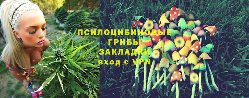 наркотики  Болхов  Галлюциногенные грибы Cubensis 